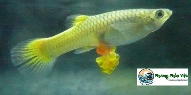 Dấu hiệu nhận ra cá mang thai